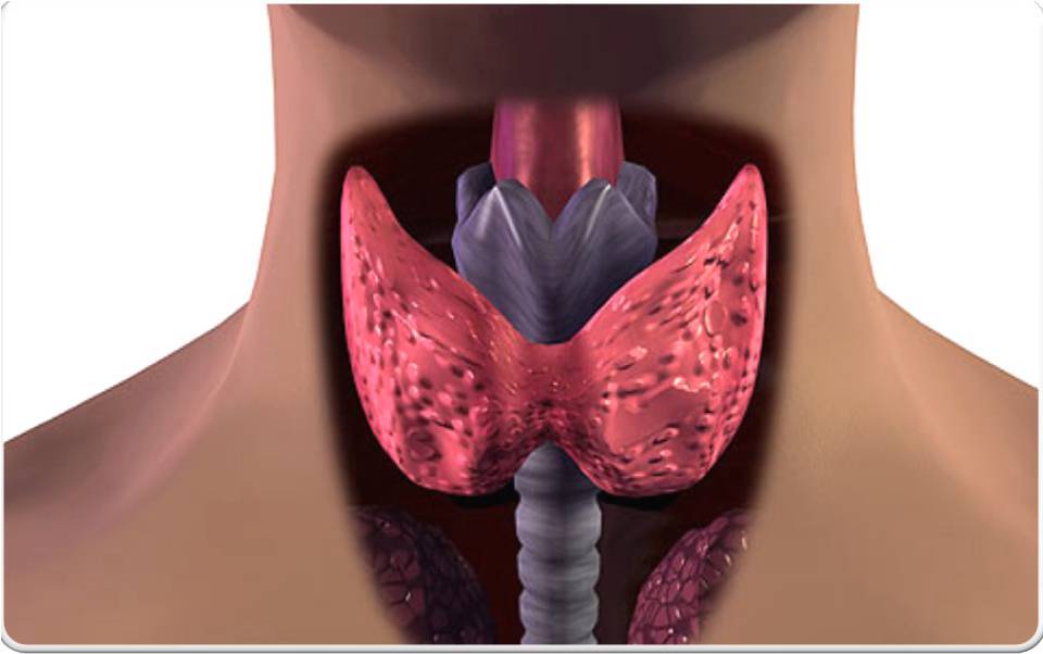 Как подготовиться к УЗИ щитовидной железы и зачем его проходить?